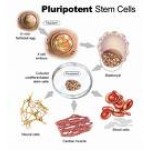 Alkaline Phosphatase Staining Kit-100 reactions
