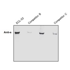 RadiantMAX ECL Reagent, 500ml For High Abundant Expressing  Proteins