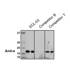 RadiantMAX ECL Reagent, 200ml for Low Expressing Proteins